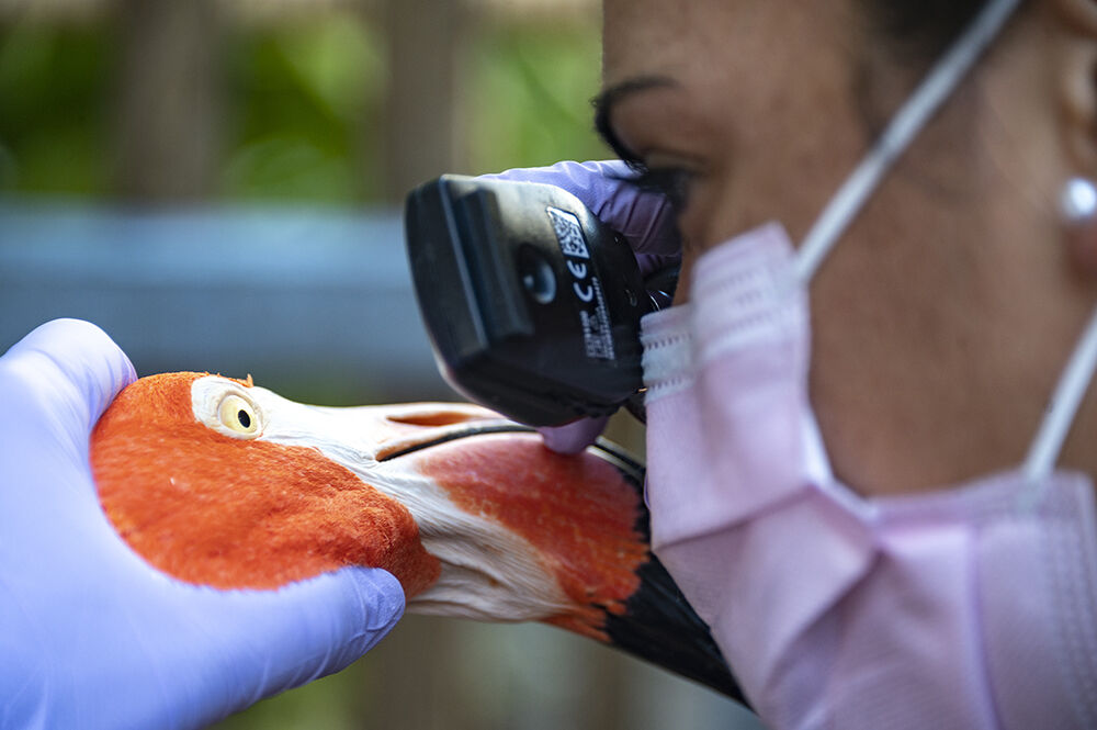 flamingo3
